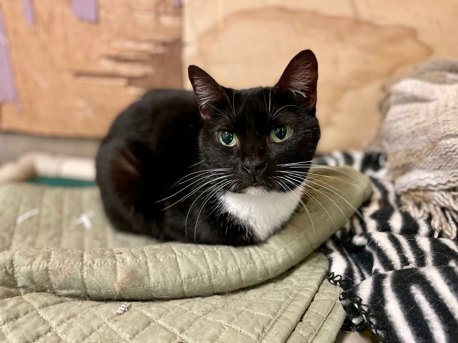 Jojo, an adoptable Domestic Short Hair in Jackson, MS, 39213 | Photo Image 1