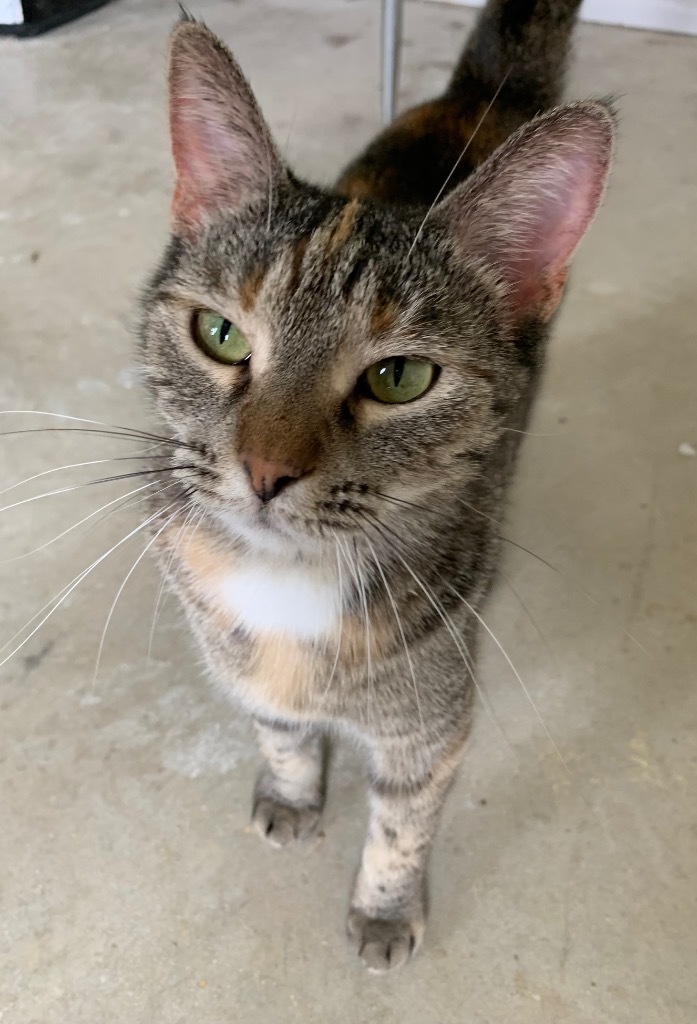 KiKi, an adoptable Domestic Short Hair in Portland, IN, 47371 | Photo Image 1