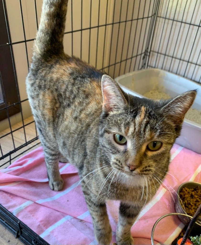 KiKi, an adoptable Domestic Short Hair in Portland, IN, 47371 | Photo Image 2