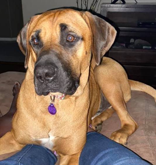 Ruger, an adopted Mastiff Mix in Omaha, NE_image-5