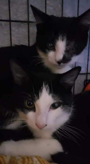 BRYSTOL AND BENNETT, an adoptable Domestic Short Hair in Hamilton, ON, L8L 7K2 | Photo Image 1