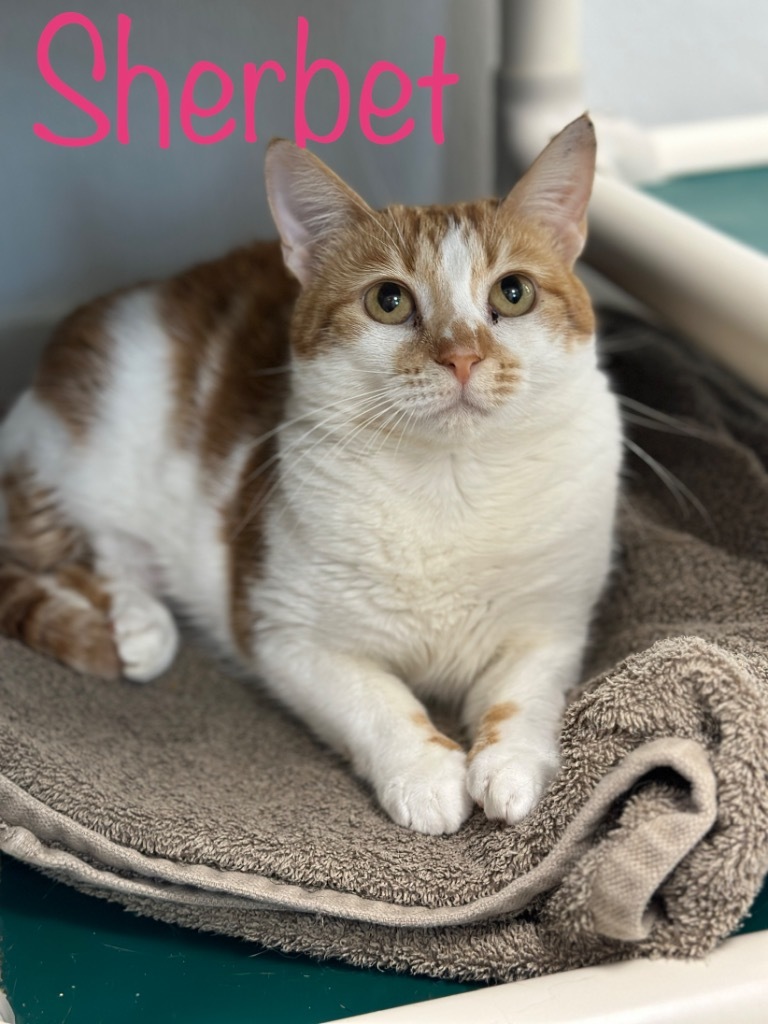 SHERBET, an adoptable Domestic Short Hair in New Bern, NC, 28563 | Photo Image 1