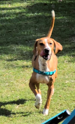 Tenacious Tess (GA), an adoptable Coonhound in Tybee Island, GA_image-1