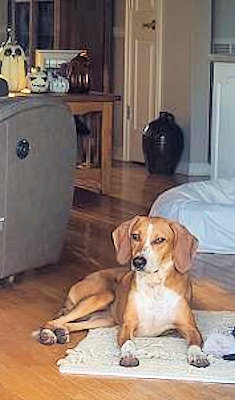 Tenacious Tess (GA), an adoptable Coonhound in Tybee Island, GA_image-3