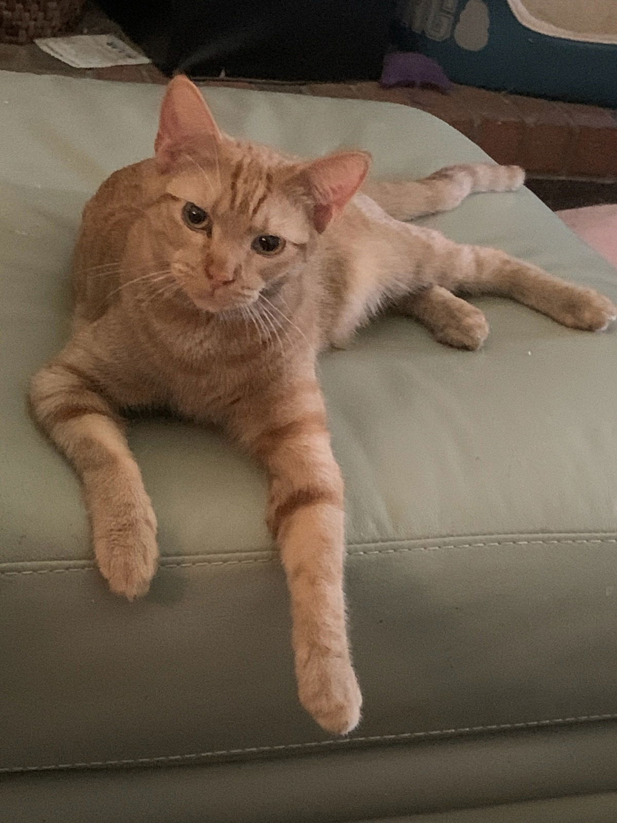 Lovely Leslie, an adoptable Tabby in Plano, TX, 75026 | Photo Image 1