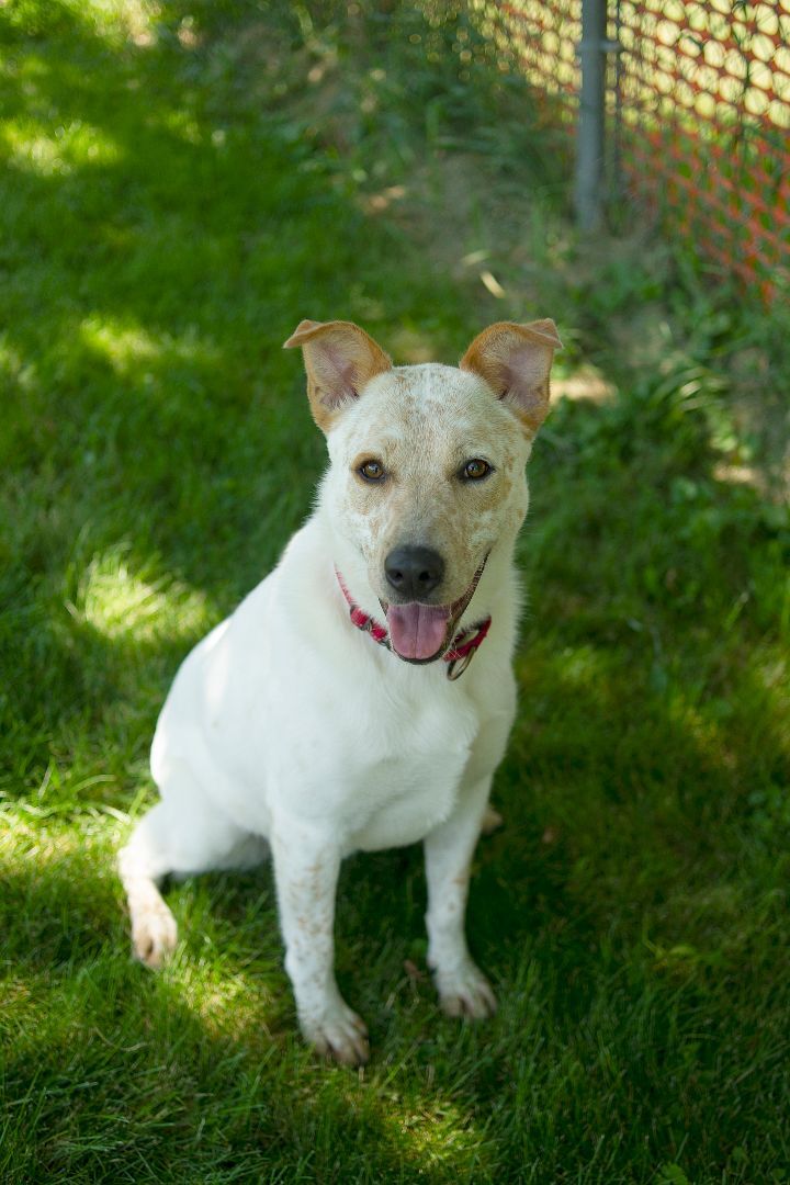 australian cattle dog blue heeler mix