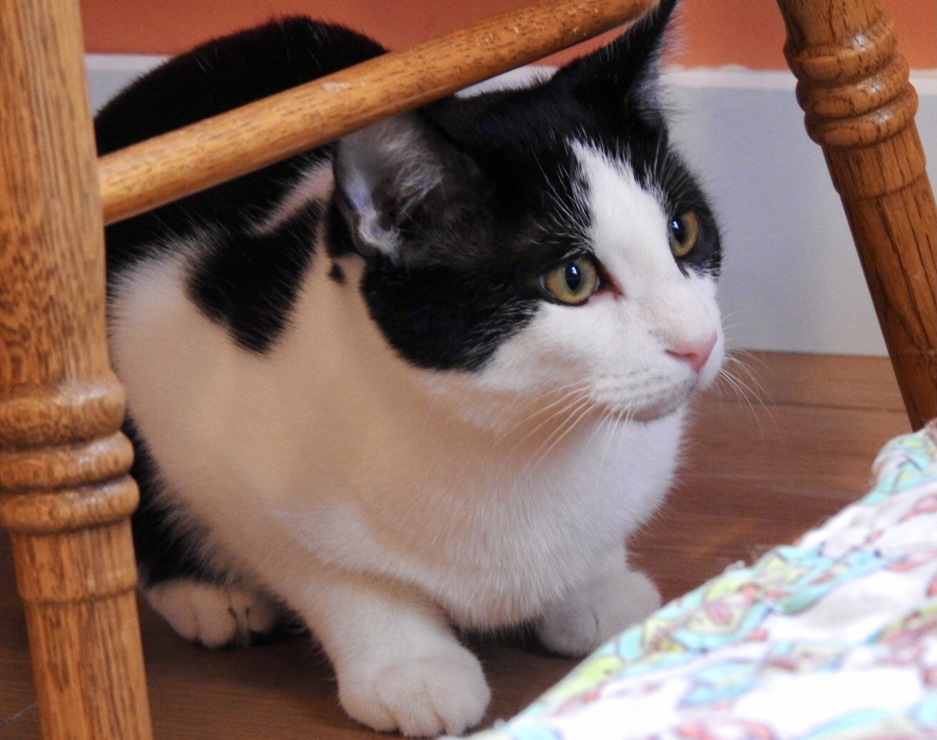 Sawyer, an adoptable Domestic Short Hair in Wells, ME, 04090 | Photo Image 3