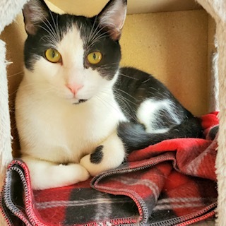 Sawyer, an adoptable Domestic Short Hair in Wells, ME, 04090 | Photo Image 1