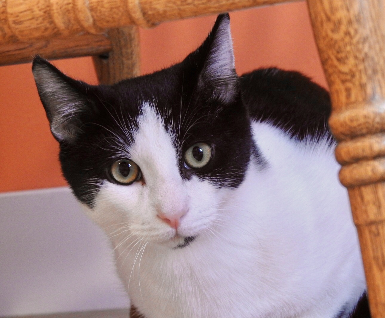 Sawyer, an adoptable Domestic Short Hair in Wells, ME, 04090 | Photo Image 6