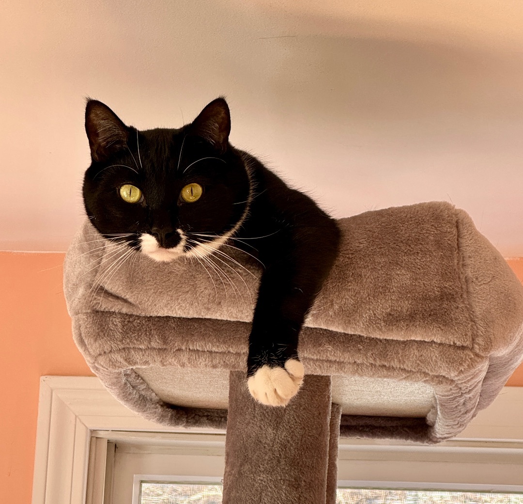 Friday, an adoptable Domestic Short Hair in Wells, ME, 04090 | Photo Image 3