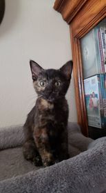 Amber, an adopted Domestic Short Hair in Newcastle, OK_image-1