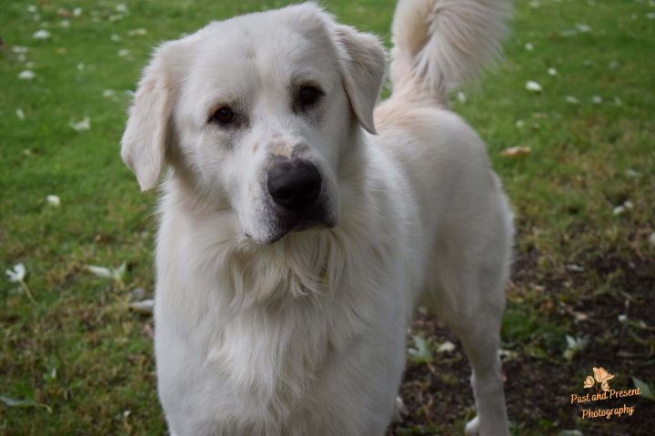 Fencie , an adopted Great Pyrenees & Golden Retriever Mix in Kiowa, OK_image-1