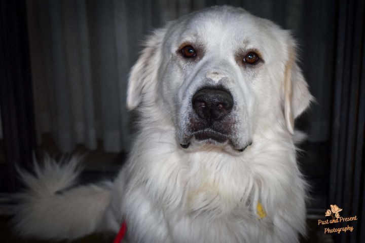 Fencie , an adopted Great Pyrenees & Golden Retriever Mix in Kiowa, OK_image-2