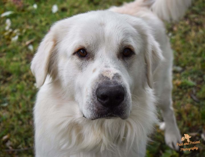Fencie , an adopted Great Pyrenees & Golden Retriever Mix in Kiowa, OK_image-5