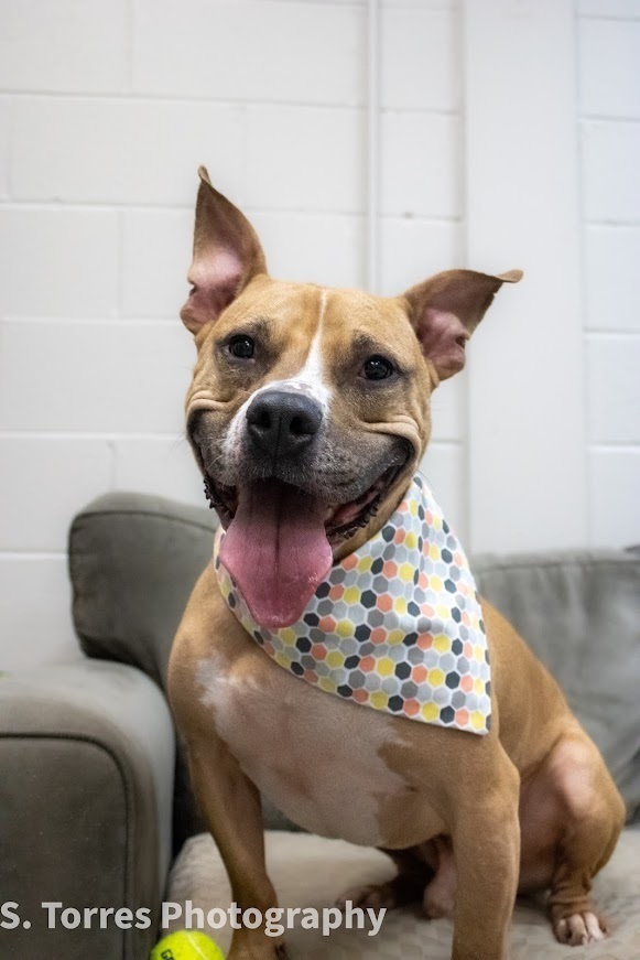 Fitz, an adoptable Pit Bull Terrier in Clinton Township, MI, 48036 | Photo Image 1