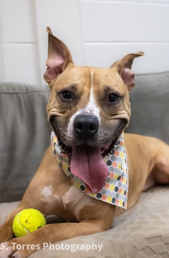 Fitz, an adoptable Pit Bull Terrier in Clinton Township, MI, 48036 | Photo Image 4