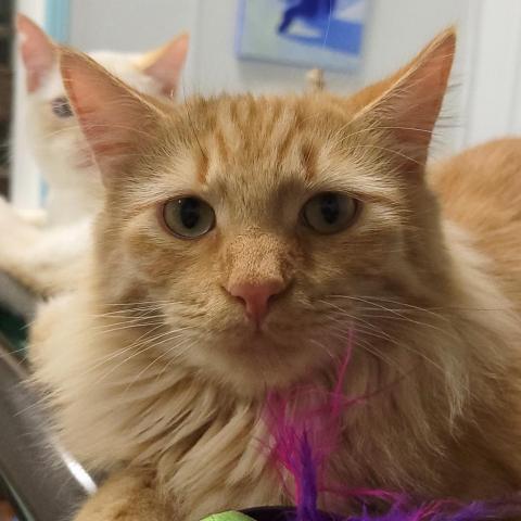 Rolly, an adoptable Domestic Long Hair in Sheridan, WY, 82801 | Photo Image 1