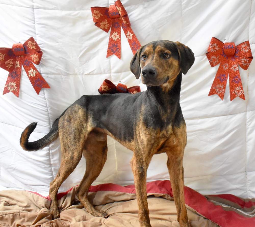 Pickles, an adoptable Pointer, Hound in Monroe, LA, 71203 | Photo Image 1