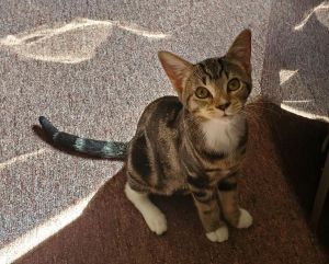 Cat For Adoption Cirilla A Domestic Short Hair In Hampton Va Petfinder