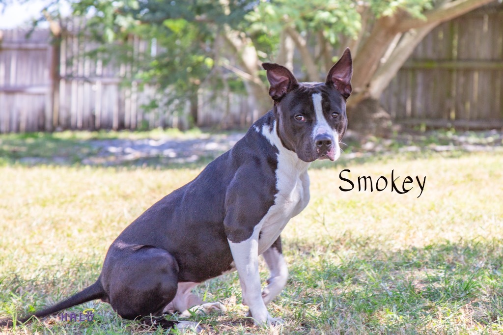 Smokey, an adoptable Pit Bull Terrier, Mixed Breed in Sebastian, FL, 32958 | Photo Image 2