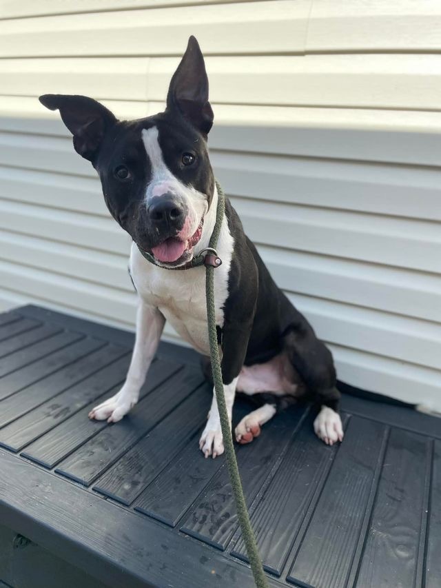 Smokey, an adoptable Pit Bull Terrier, Mixed Breed in Sebastian, FL, 32958 | Photo Image 3