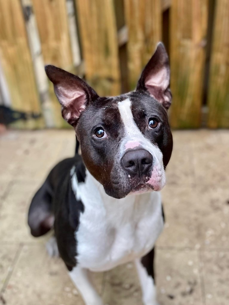 Smokey, an adoptable Pit Bull Terrier, Mixed Breed in Sebastian, FL, 32958 | Photo Image 4