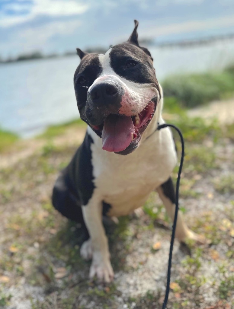 Smokey, an adoptable Pit Bull Terrier, Mixed Breed in Sebastian, FL, 32958 | Photo Image 6