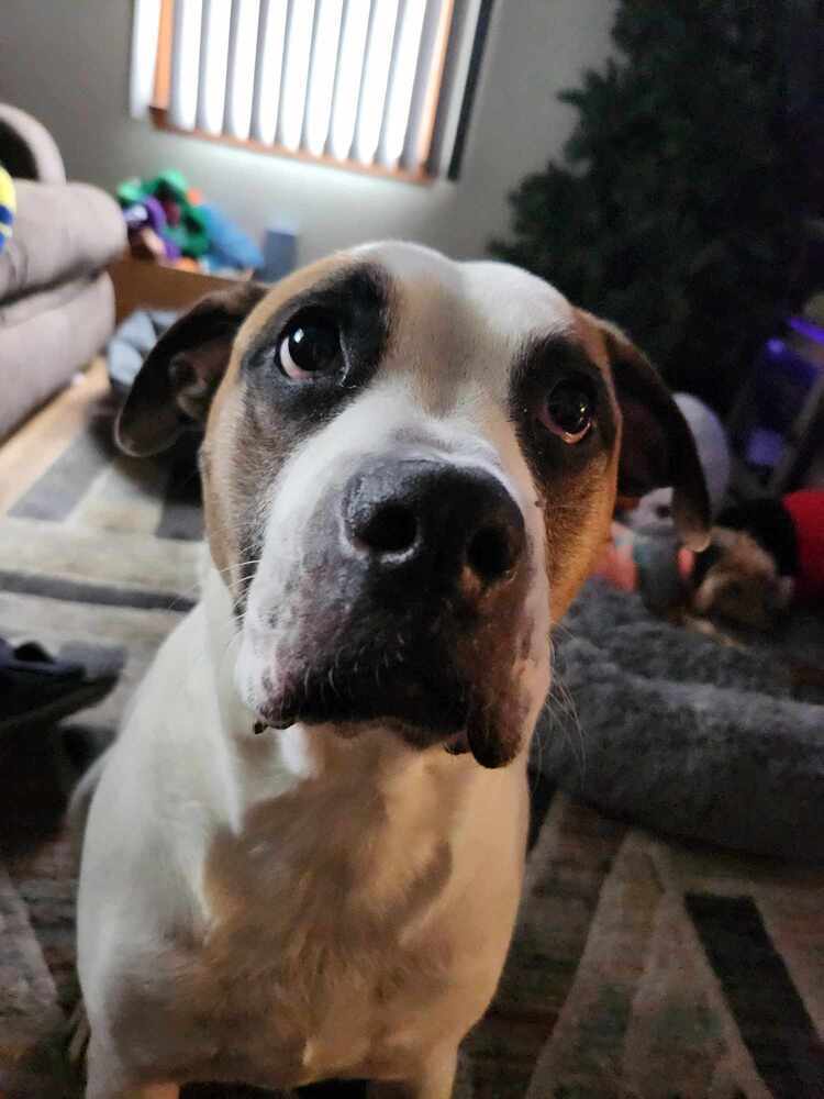 Capone, an adoptable American Bulldog, Boxer in Clinton Township, MI, 48036 | Photo Image 1