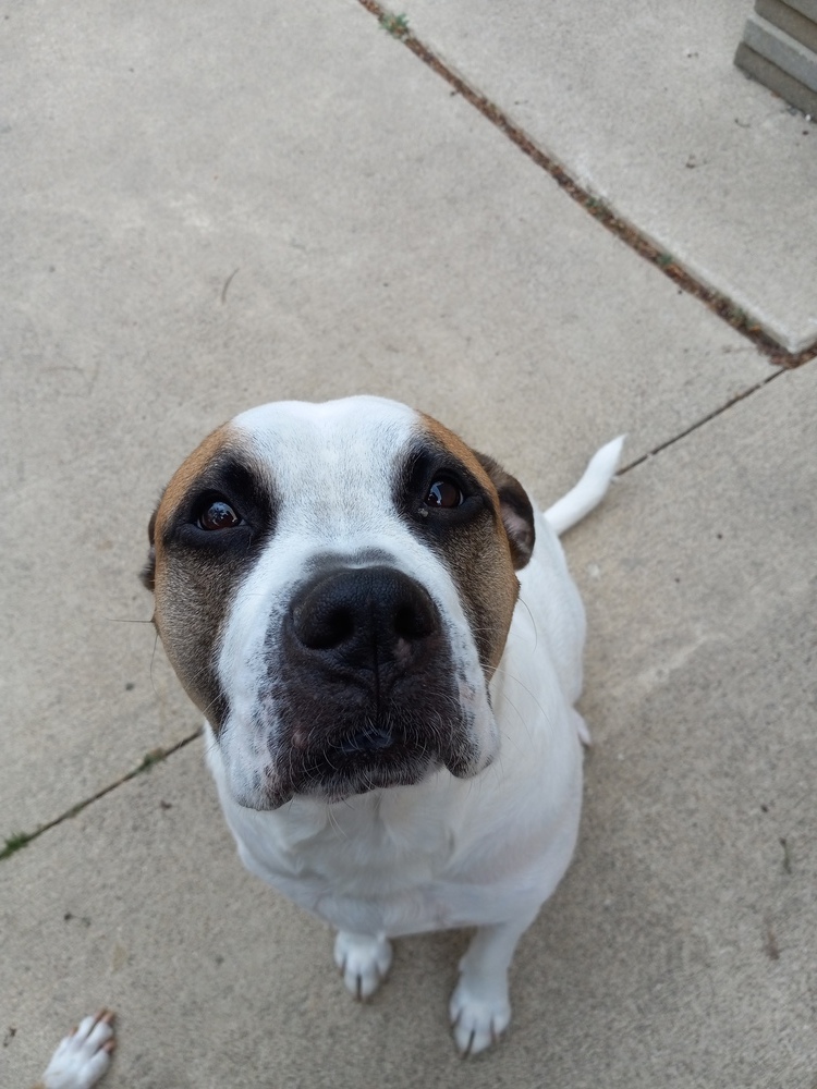 Capone, an adoptable American Bulldog, Boxer in Clinton Township, MI, 48036 | Photo Image 2