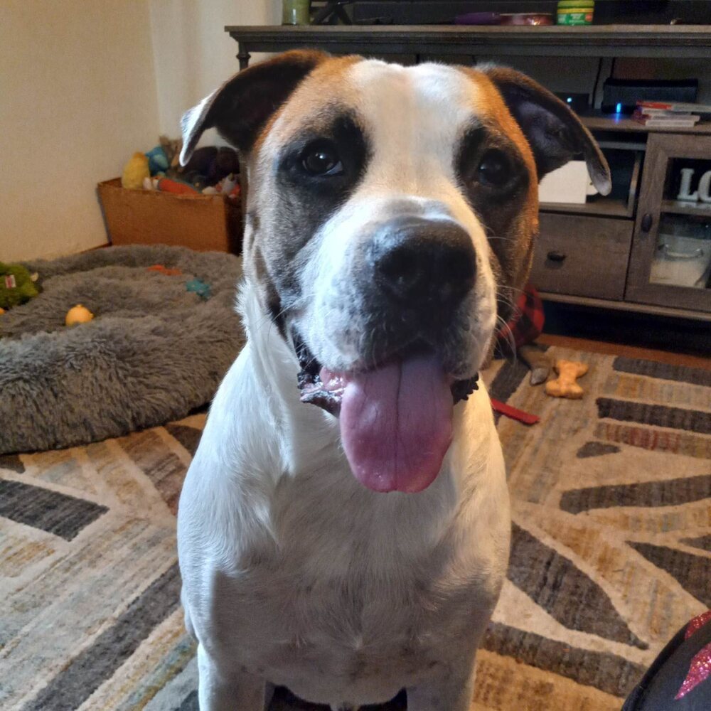 Capone, an adoptable American Bulldog, Boxer in Clinton Township, MI, 48036 | Photo Image 3