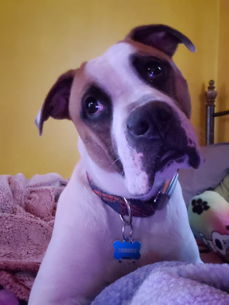 Capone, an adoptable American Bulldog, Boxer in Clinton Township, MI, 48036 | Photo Image 4