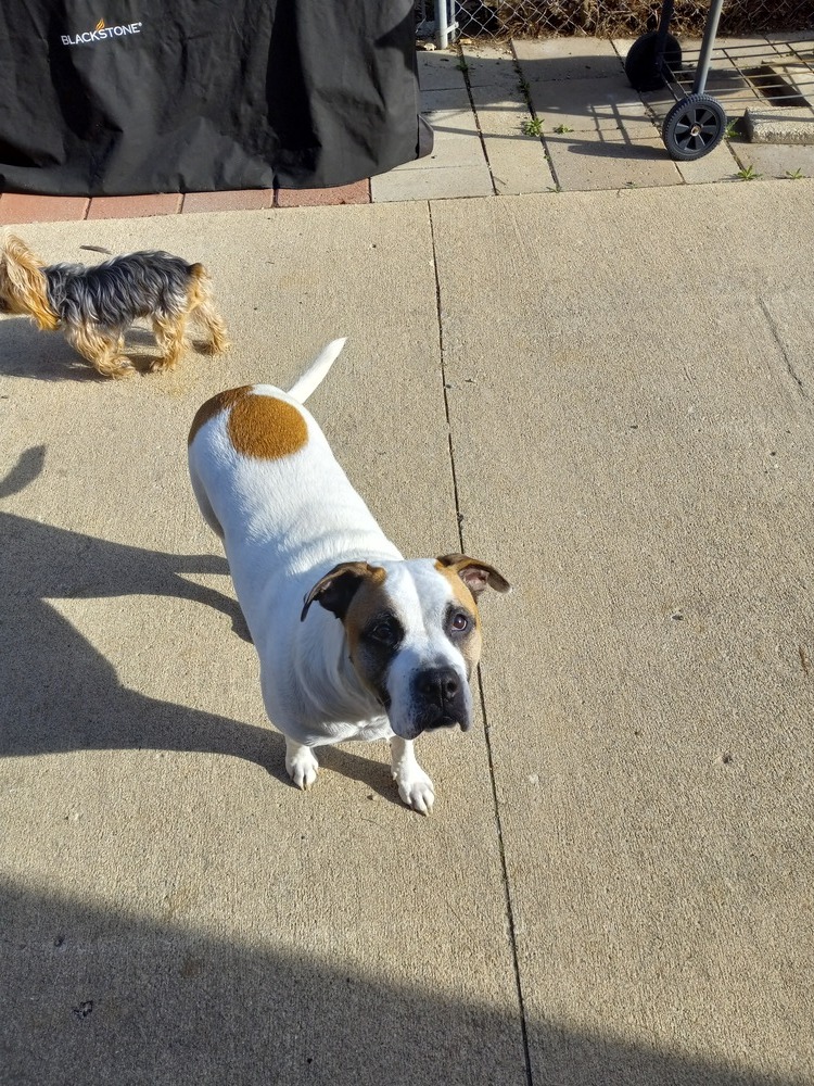 Capone, an adoptable American Bulldog, Boxer in Clinton Township, MI, 48036 | Photo Image 5