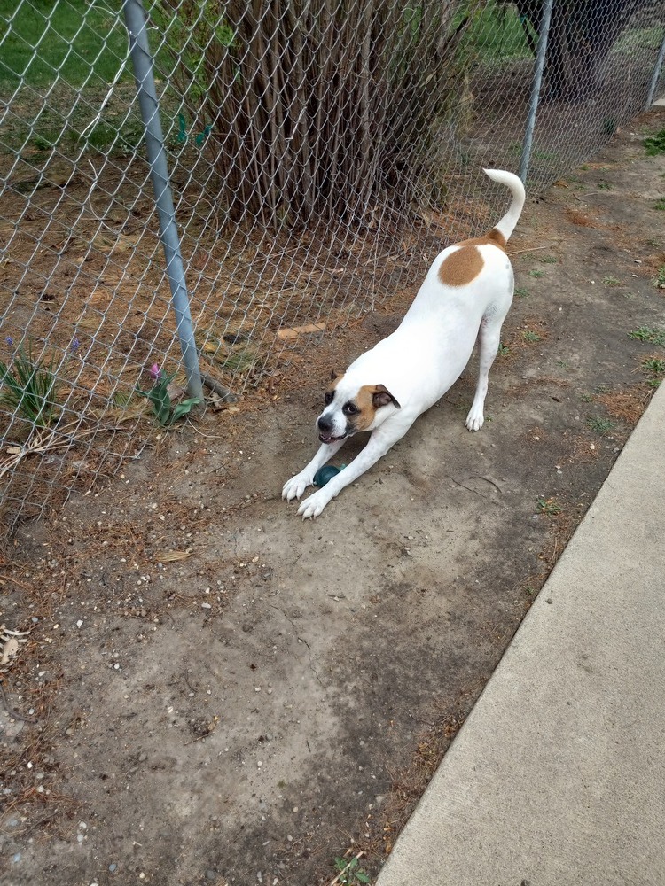 Capone, an adoptable American Bulldog, Boxer in Clinton Township, MI, 48036 | Photo Image 6