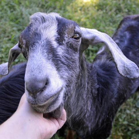 Phil, an adoptable Goat in Middletown, NY_image-4