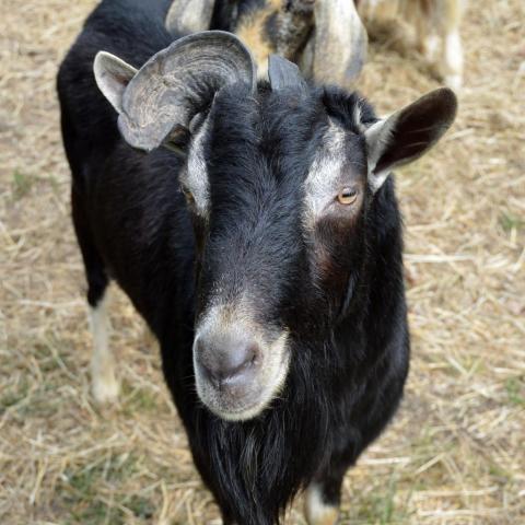 Blackbeard, an adoptable Goat in Middletown, NY_image-1
