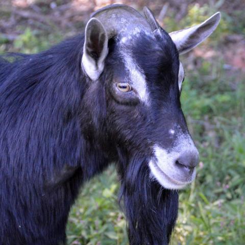 Blackbeard, an adoptable Goat in Middletown, NY_image-3
