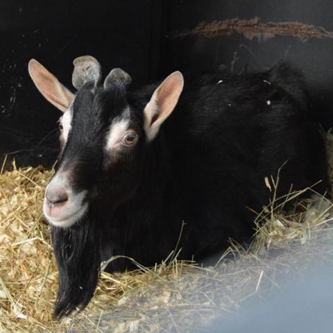 Blackbeard, an adoptable Goat in Middletown, NY_image-5