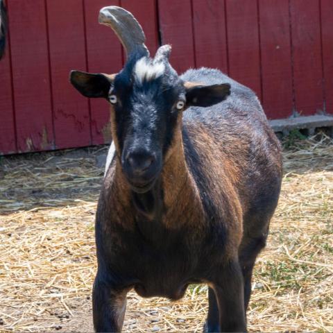 Goat, Adopt Me! Wiki