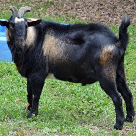 Vincent Van Goat, an adoptable Goat in Middletown, NY_image-2