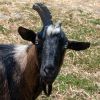 Vincent Van Goat photo 2