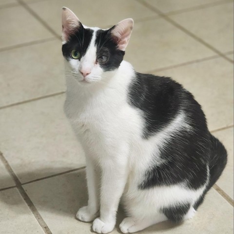 Houdini, an adoptable Domestic Short Hair in Hopkins, SC, 29061 | Photo Image 1