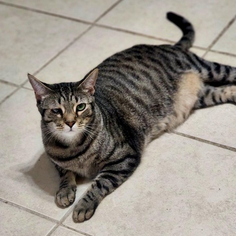 Blaine, an adoptable Domestic Short Hair in Hopkins, SC, 29061 | Photo Image 1