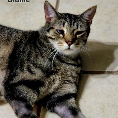 Blaine, an adoptable Domestic Short Hair in Hopkins, SC, 29061 | Photo Image 2