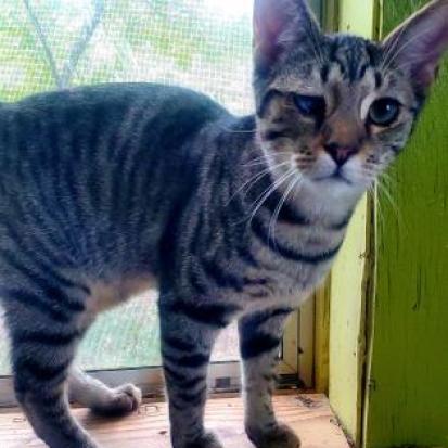 Blaine, an adoptable Domestic Short Hair in Hopkins, SC, 29061 | Photo Image 2