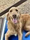 Teddi