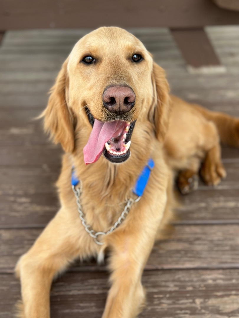 Teddi, an adoptable Goldendoodle in Pacific, MO, 63069 | Photo Image 3