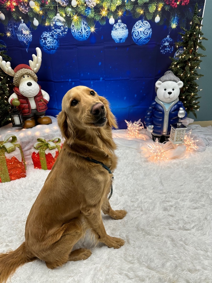 Teddi, an adoptable Goldendoodle in Pacific, MO, 63069 | Photo Image 1