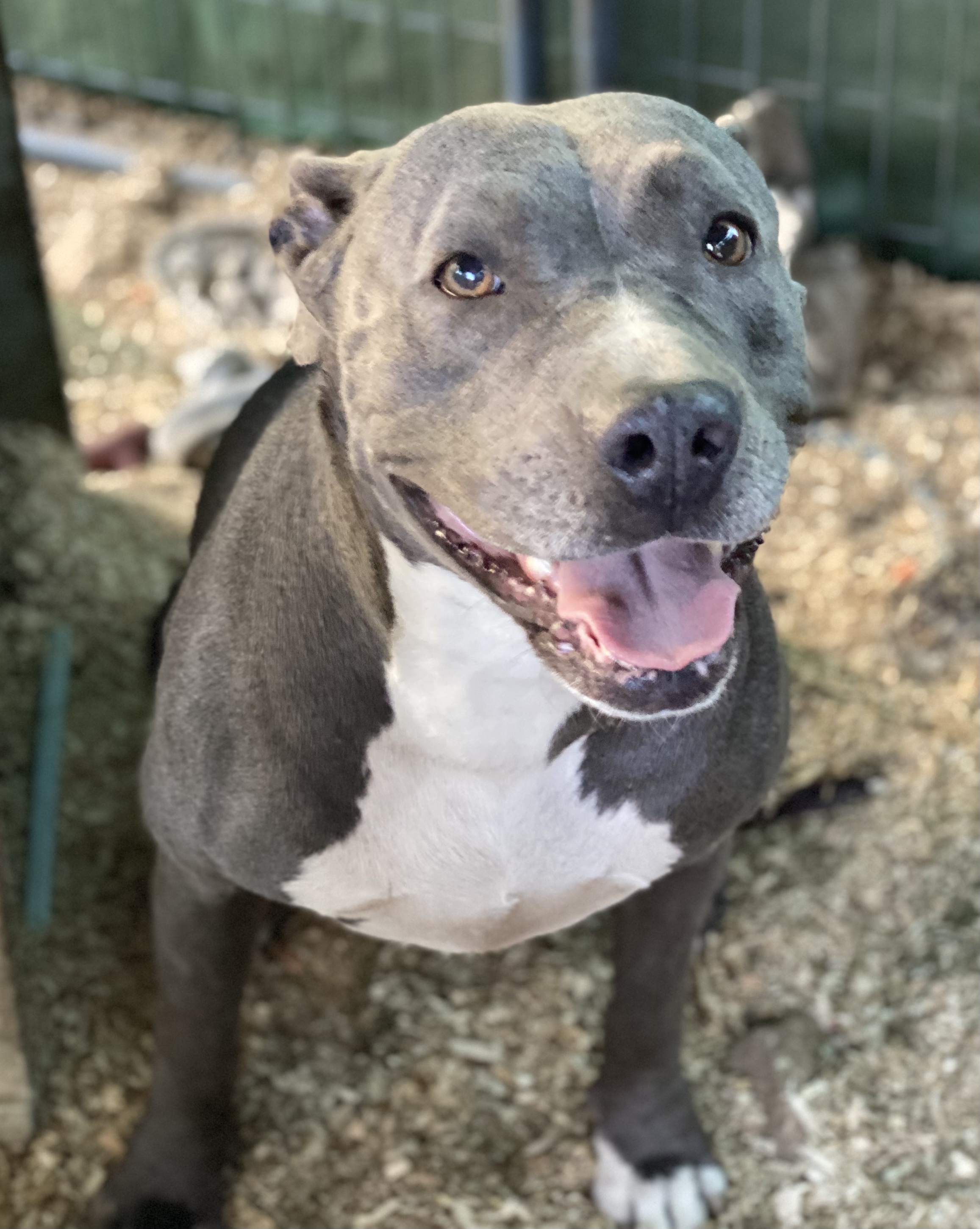 Mariah, an adoptable Pit Bull Terrier in Temecula, CA, 92591 | Photo Image 1