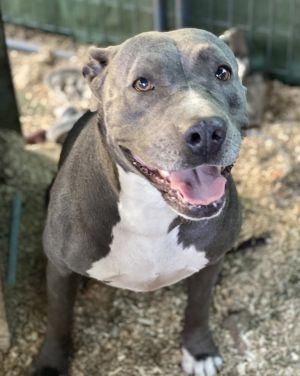 Mariah, Adult Female Pit Bull Terrier