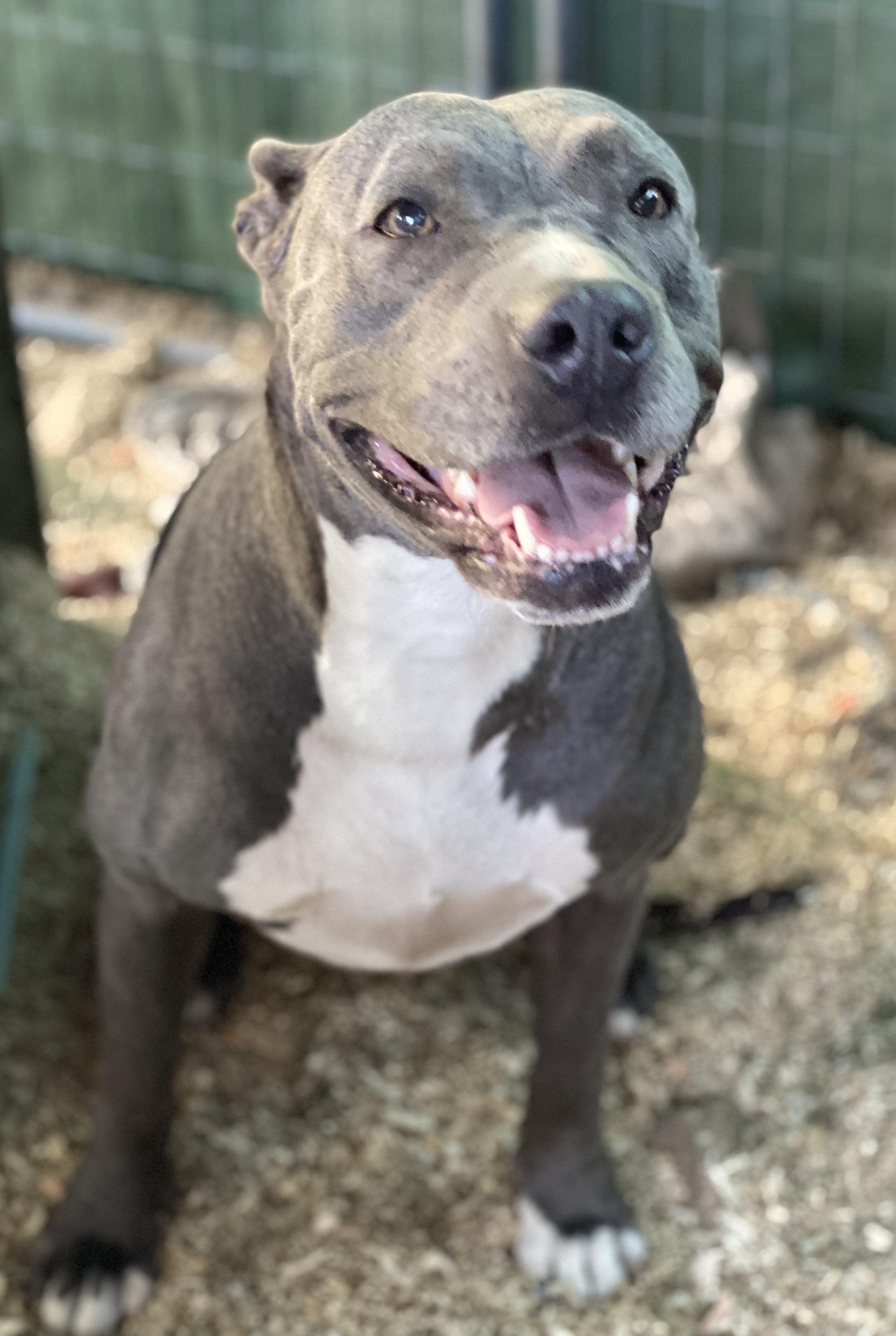 Mariah, an adoptable Pit Bull Terrier in Temecula, CA, 92591 | Photo Image 3